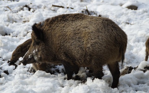 В Кировской области будут отстреливать кабанов из-за угрозы эпидемии