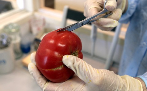 Открытие завода ГМО в Кировской области оказалось фейком