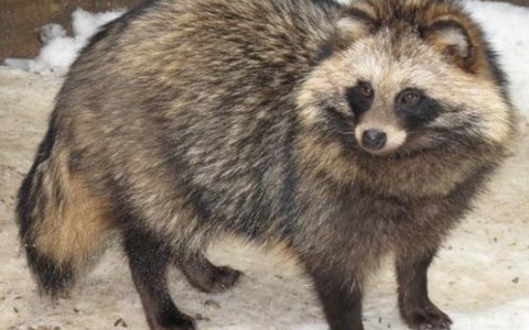 В Кировской области найден труп енотовидной собаки, зараженной бешенством