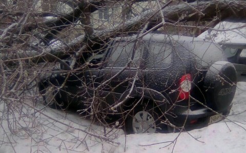 В центре Кирова на автомобиль упало дерево