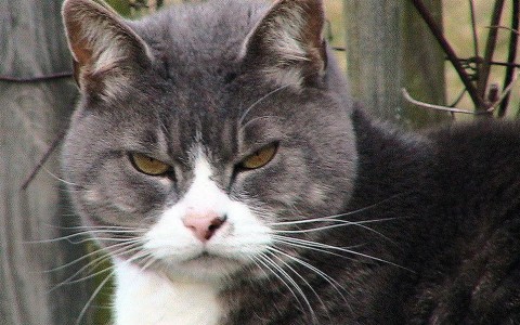 В Кировской области бешеная кошка покусала хозяина