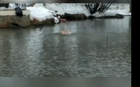 В Кирове мужчина искупался в пруду у цирка вместе с утками
