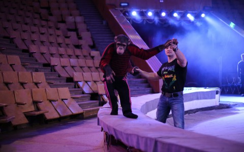 На арене кировского цирка выступят акробаты-шимпанзе