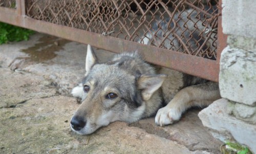 Зоозащитники предупреждают, что 20 января в Кирове будут орудовать убийцы собак