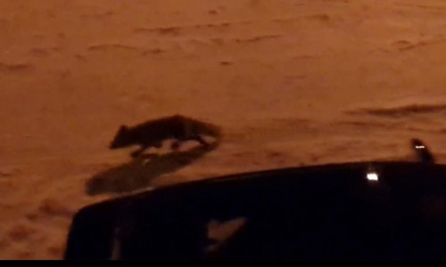 Видео: в Кирове на улице Заводской бегает лиса