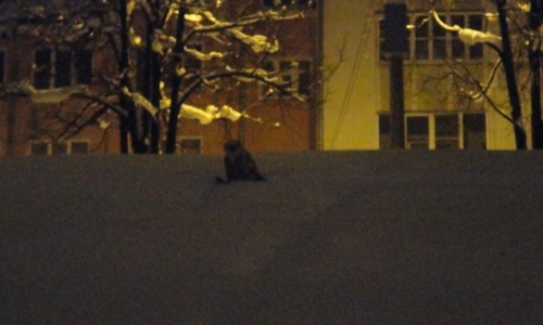 В Кирове летает белая сова и ест уток