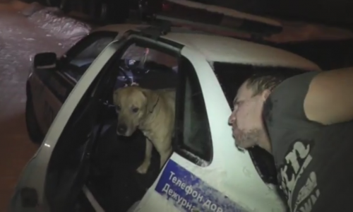 Видео: в Кирове пьяный водитель хотел натравить на инспекторов ГИБДД своего пса