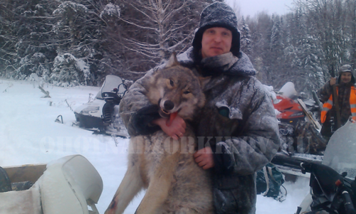 В Кировской области поймали двух волков