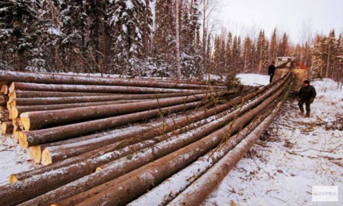 В Кировской области ствол упавшего дерева переломил позвоночник вальщику леса