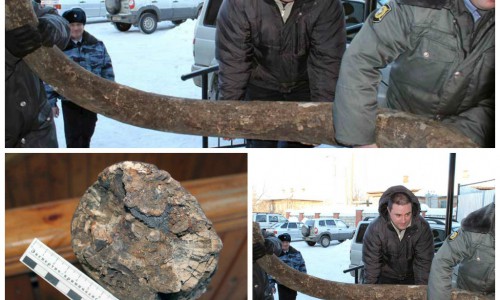 Житель Кировской области хранил у себя в гараже два бивня мамонта