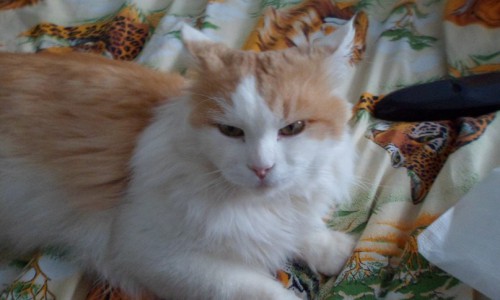 В Кирове кот спас целую семью от смерти в пожаре