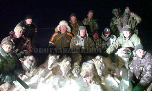 В Кировской области убили стаю из семи волков