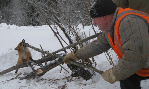 В Кирове рабочие спасли хищника от смерти
