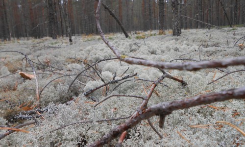 Специалист «Кировлесцентра» списал здоровый лес под рубку и получил за это 53 килограмма свинины