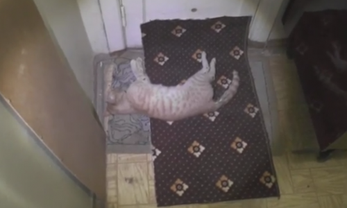 Видео: кировчанин безжалостно выбросил кота из окна третьего этажа