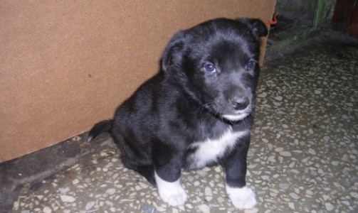 В Кировской области директор предприятия отравил щенка крысиным ядом