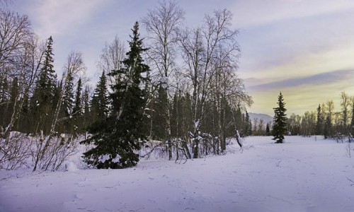 Благодаря космической съемке, в Кировской области обнаружили пропажу леса на 13 миллионов рублей