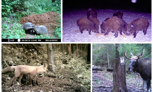 В кировских лесах диких зверей ловят фотоловушками
