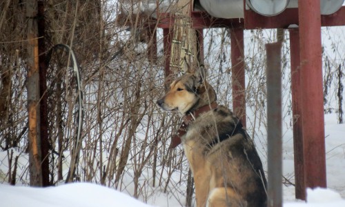 В одном из районов Кировской области ввели карантин по бешенству
