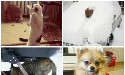 Животные кировчан в «Инстаграм»: 7 фотографий, которые заставят вас улыбнуться