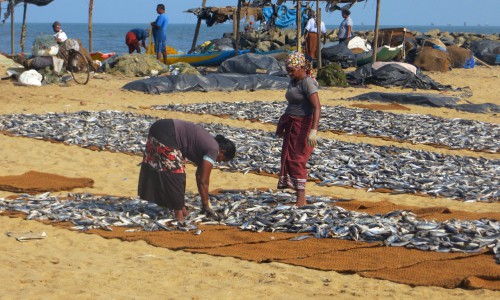 Кировчане на отдыхе: 12 особенностей жителей Шри-Ланки