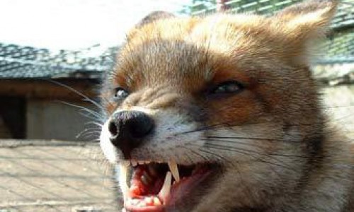 В Кировской области щенка покусала бешеная лисица