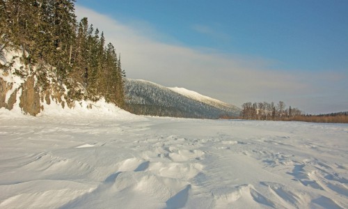 В Кировской области неизвестные вырубили лес на 3,5 миллиона рублей