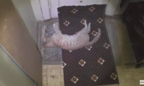 В отношении кировчанина, выбросившего кота из окна третьего этажа, не будут возбуждать уголовное дело