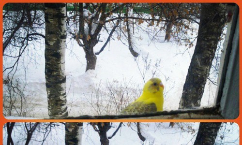 В оттепель по улицам Кирова летал попугай