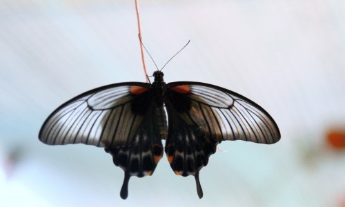 Фоторепортаж: в Кирове проходит выставка живых бабочек