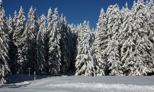 В Кировской области в лесу найден труп мужчины