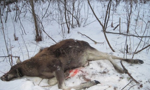 Браконьера, убившего беременную лосиху, могут посадить в тюрьму
