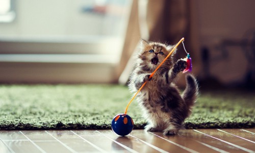 Нескучный weekend: выставка бездомных кошек и брейк-данс фестиваль