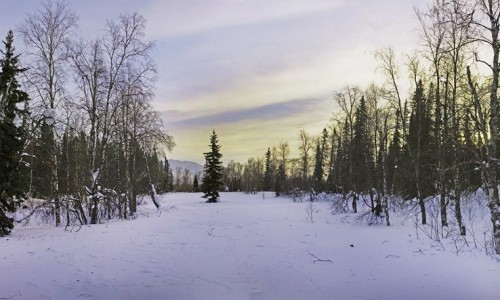 В Кировской области в лесу нашли тело женщины, которая пропала несколько месяцев назад