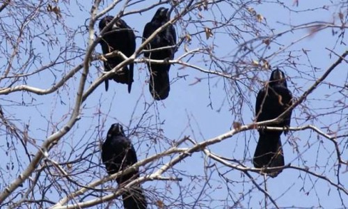 Настоящая весна: в Кировскую область прилетели грачи