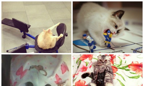 Кировская котовасия: чем занимаются домашние любимцы дома