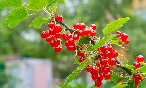 В Кирове продают красную смородину по 3600 рублей за килограмм