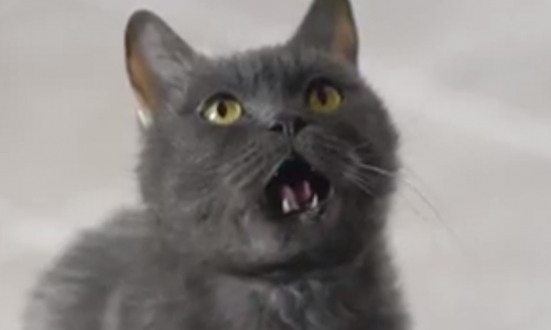 Кошка из Кирова снялась в известной рекламе мобильного оператора за гонорар в 200 тысяч рублей