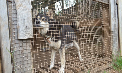 Опасные районы: где в Кирове чаще всего встречают бродячих псов?
