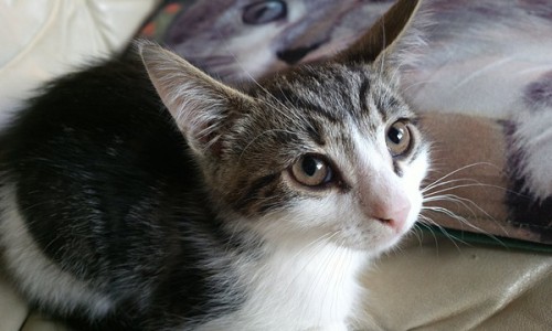 В Кировской области мужчина задушил своего кота на глазах у детей