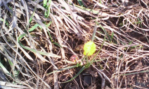 В Кирове появились первые цветы мать-и-мачехи