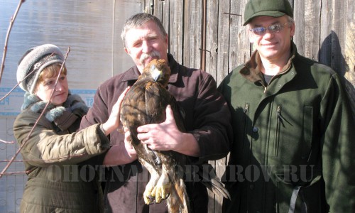 В Кировской области спасли редкую птицу, занесенную в Красную книгу