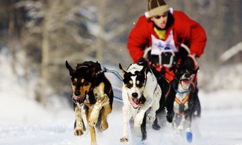 Нескучный weekend: гонки на собачьих упряжках и фикси-шоу