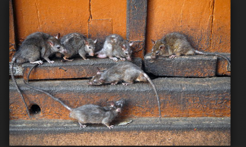 В Кировской области крыса покусала женщину