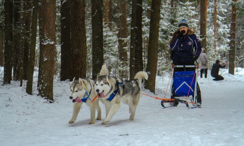Фоторепортаж: в Порошино прошли гонки на собачьих упряжках