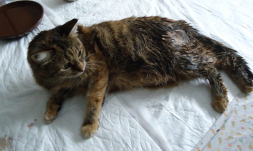 В Кирове бродячие собаки истязали кошку: чтобы спасти животное, хозяин выпрыгнул из окна