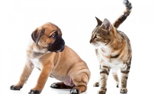 Покупайте товары для животных в три клика