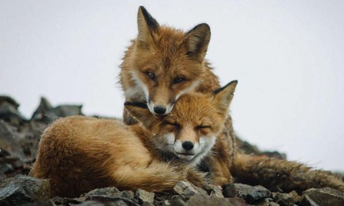 Из-за эпидемии бешенства в Кировской области начали массово отстреливать лисиц (Осторожно, фото не для слабонервных)