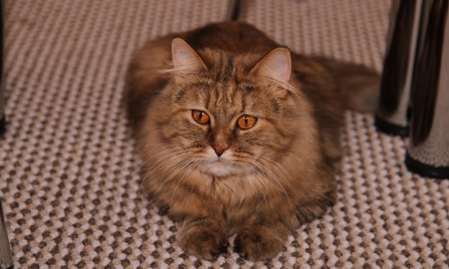 Фоторепортаж: в Кирове открылось кафе для любителей кошек