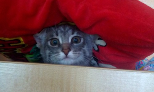 Утро вторника в Кирове: подборка фотографий о том, как горожане начинают свой день